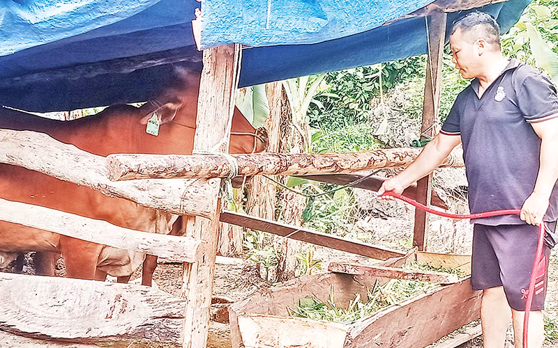 Bò sinh sản hỗ trợ được gia đình anh Hoàng Văn Tiến ở xóm Vân Lăng, xã Văn Lăng, huyện Đồng Hỷ (Thái Nguyên) chăm sóc, phát triển tốt. 