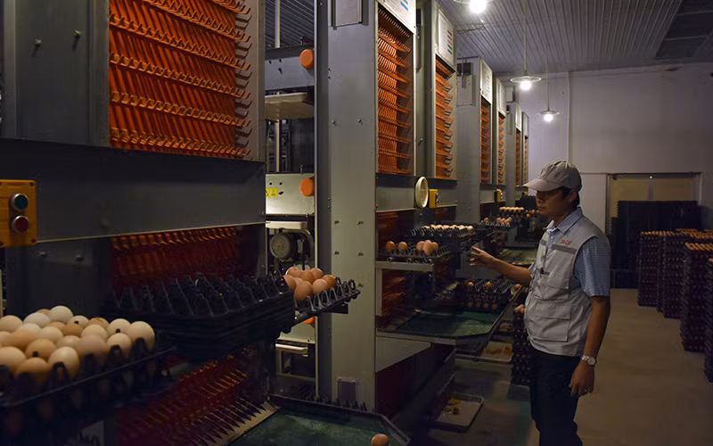 Thu hoạch trứng gà tại trang trại của Công ty cổ phần đầu tư và xây dựng Delco, huyện Thuận Thành, Bắc Ninh. (Ảnh ĐĂNG ANH)