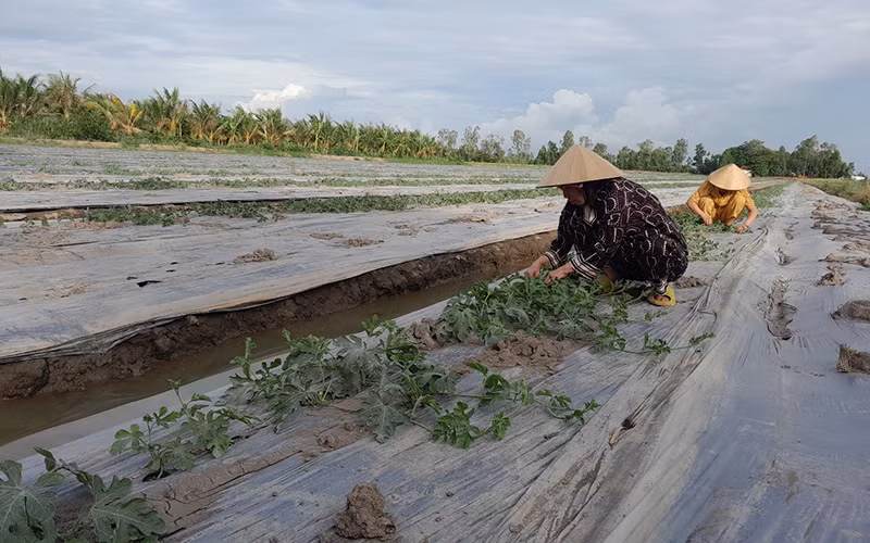 Mô hình trồng dưa Kim Hồng Ngọc trên đất lúa.