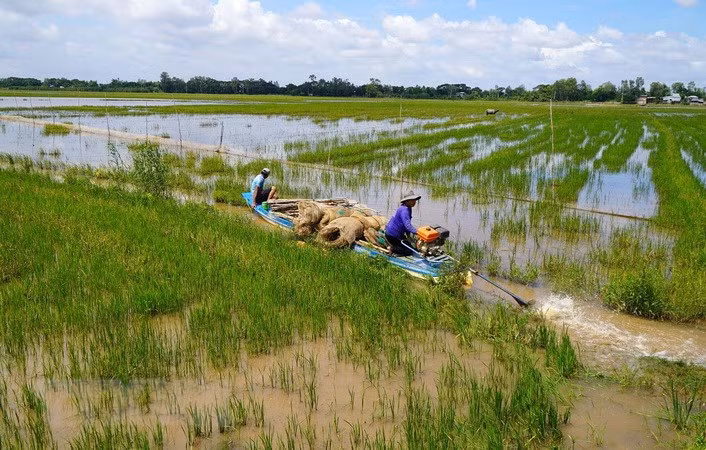 Người dân huyện Hồng Ngự, tỉnh Đồng Tháp mang lưới vào đồng bắt cá trong mùa lũ. Ảnh: Nhựt An/TTXVN