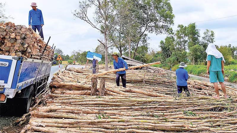 Chợ tràm U Minh Hạ.