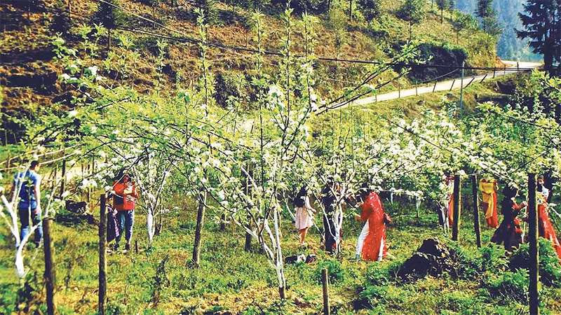 Vào dịp tháng 3 hoa lê nở rộ, rất đông du khách trong và ngoài nước đến cao nguyên Bắc Hà chiêm ngưỡng và trải nghiệm.