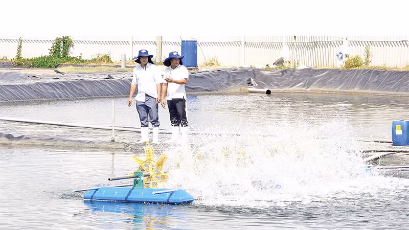 Khu vực xử lý nước thải tại trang trại nuôi tôm của Công ty TNHH nuôi trồng thủy sản Tuấn Hiền.