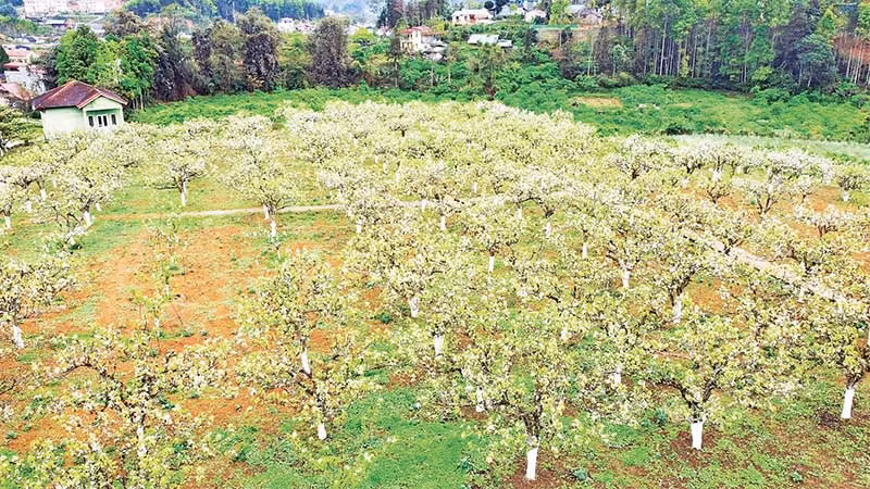 Hoa lê bung nở bên các nếp nhà, thu hút du khách gần xa đến check-in, trải nghiệm.