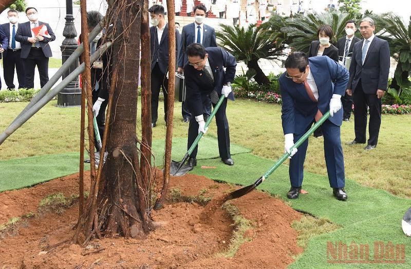 Thủ tướng hai nước trồng cây lưu niệm. Lễ đón Thủ tướng Nhật Bản Kishida Fumio thăm chính thức Việt Nam -0