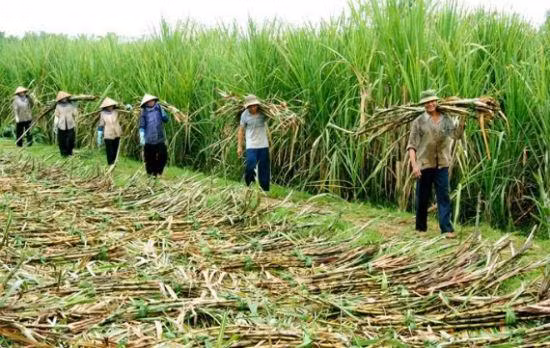 Ngành mía đường trong nước vẫn cần bứt tốc trên “đường đua” hội nhập. Ảnh minh họa