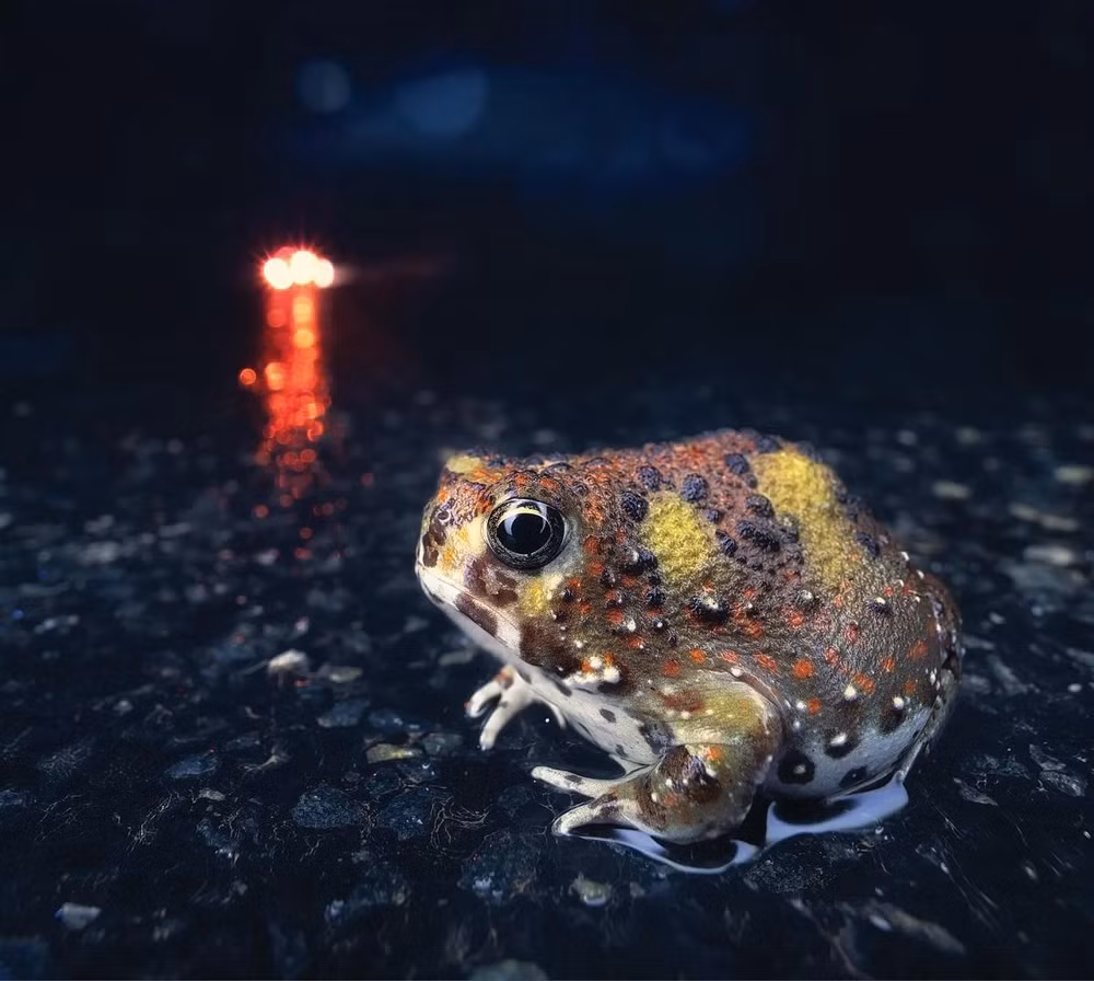 Những bức ảnh tuyệt đẹp về các loài bò sát và lưỡng cư ở khu vực Australasia -0