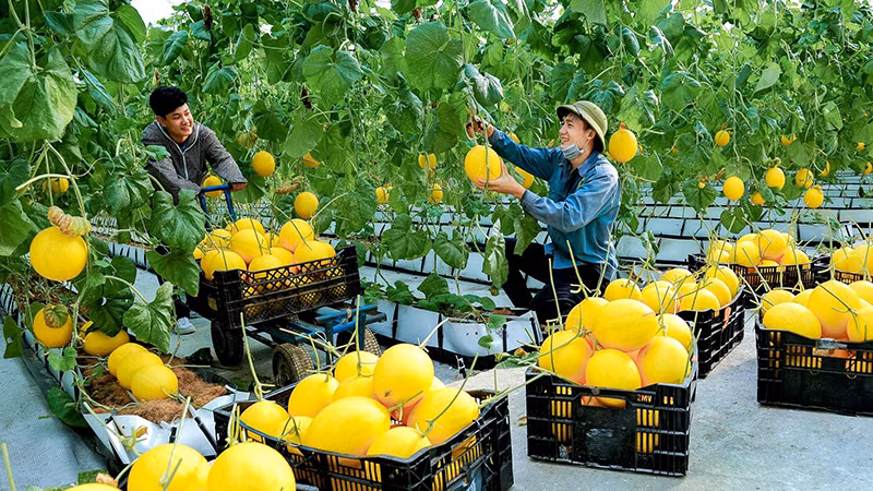 Thu hoạch dưa vàng tại Trung tâm nông nghiệp công nghệ cao Lam Sơn. (Ảnh BÁ VINH)