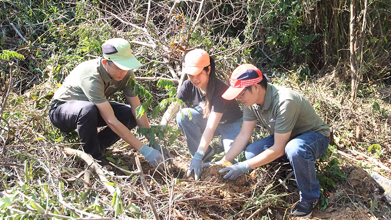 Cùng tham gia trồng cây lim xanh