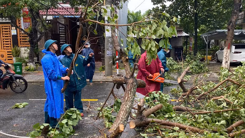 Dọn cây xanh ngã đổ.