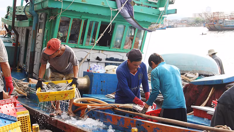 Tàu cá bốc dỡ thủy sản tại Cảng cá Thọ Quang