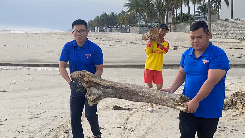 Cùng nhiều cây gỗ lớn.