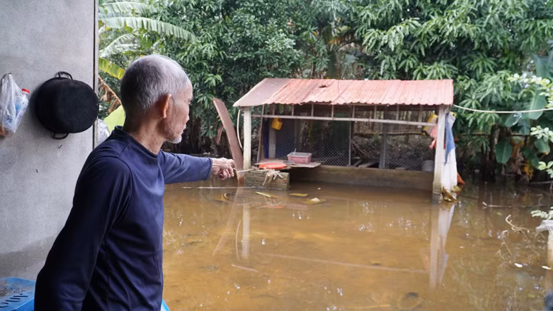 Mỗi ngày ông Nhạn vẫn lội nước ra khu vực chuồng gà để cho ăn