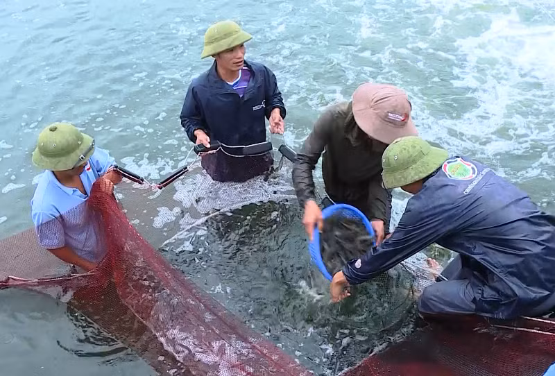 Thu hoạch tôm nuôi thâm canh ở vùng duyên hải huyện Hoằng Hóa, tỉnh Thanh Hóa.