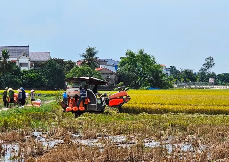 Cơ giới hóa khâu thu hoạch lúa ở Thanh Hóa.