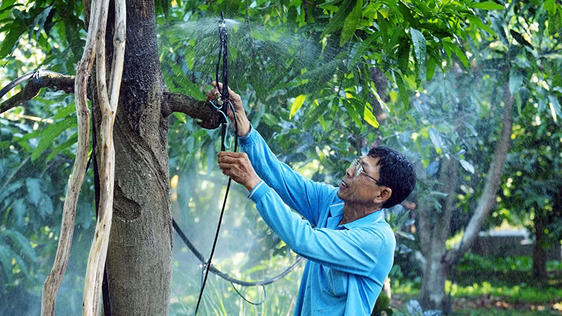 Tưới nước phun sương cho vườn xoài cát Hòa Lộc ở xã Hòa Hưng, huyện Cái Bè (Tiền Giang).