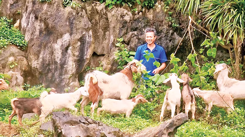 Nhờ nguồn thức ăn dồi dào, đàn dê của gia đình ông Trịnh Văn Đàm phát triển tốt.