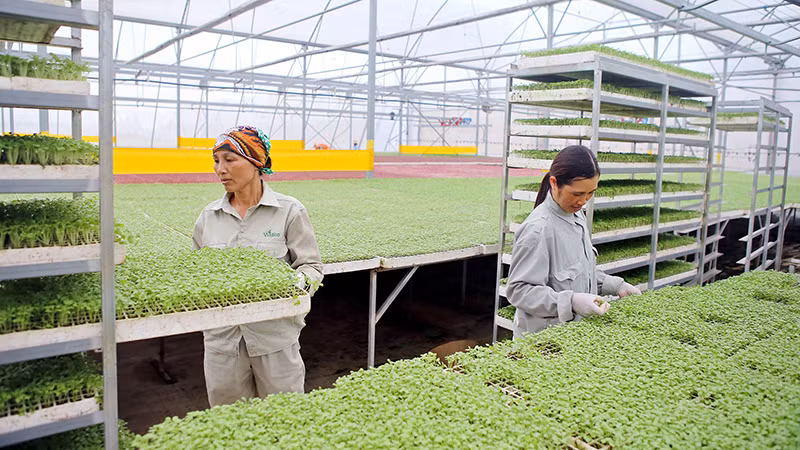 Khu vực trồng rau mầm trong nhà kính của nông trường VinEco. (Ảnh HỮU NGUYÊN)