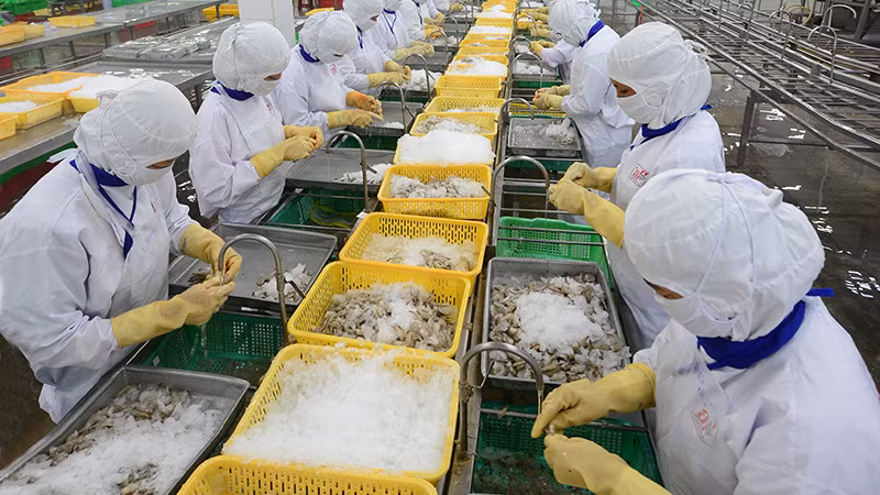 Chế biến thủy sản xuất khẩu ở Công ty CP Thủy sản Cafatex Hậu Giang. Ảnh | TRẦN QUỐC