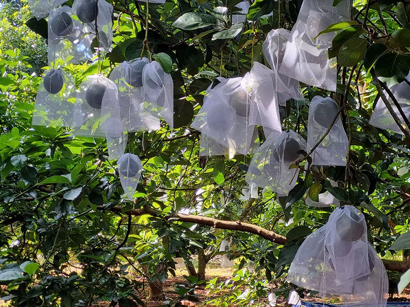 Trồng bơ hữu cơ tại Hợp tác xã Bơ Đại Hùng, TP Buôn Ma Thuột.