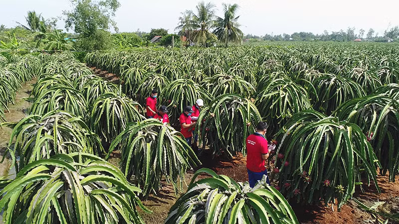 Chăm sóc thanh long tại vùng nguyên liệu của Công ty Vina T&T Group. Ảnh | HÀ AN