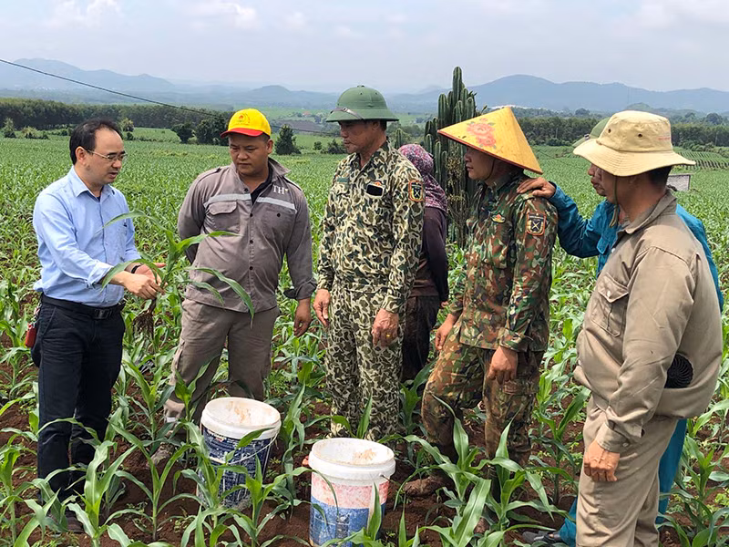 Anh Nguyễn Bá Trường (trái) hướng dẫn các hộ dân kỹ thuật trồng ngô sinh khối làm nguyên liệu cho Tập đoàn TH. Anh Nguyễn Bá Trường (trái) hướng dẫn các hộ dân kỹ thuật trồng ngô sinh khối làm nguyên liệu cho Tập đoàn TH.