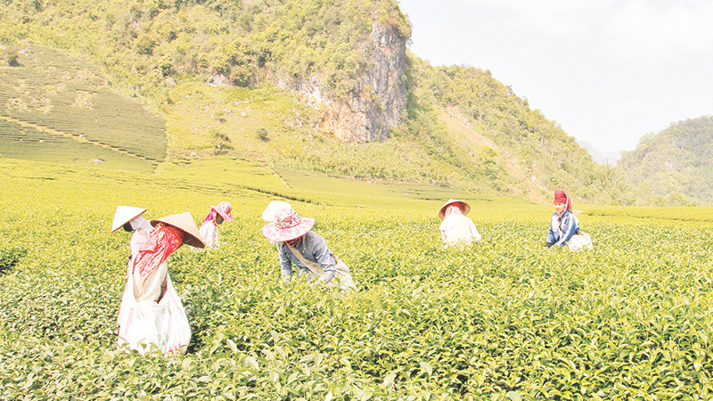 Vùng trồng chè được cấp nhãn hiệu chứng nhận “Chè Phổng Lái Thuận Châu”.