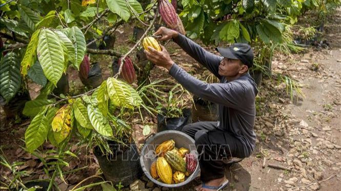 Nông dân thu hoạch quả ca-cao tại Yogyakata, Indonesia. (Ảnh: THX/TTXVN)