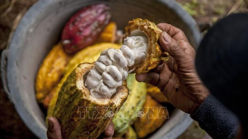Nông dân thu hoạch quả ca-cao tại Yogyakata, Indonesia. (Ảnh THX/TTXVN)
