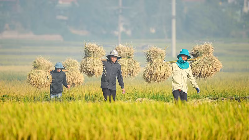 Nông dân Điện Biên thu hoạch lúa mùa. (Ảnh: Lê Lan)