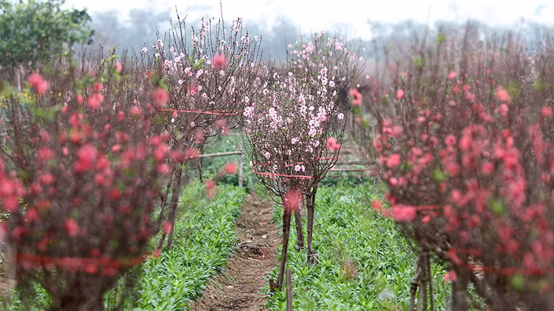 Vườn đào ngày Tết. (Ảnh: KHIẾU MINH)