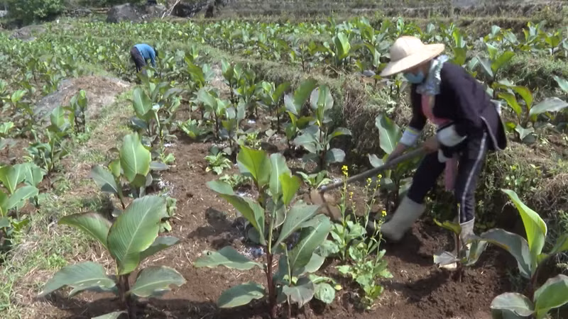 Thông qua chương trình giúp phụ nữ dân tộc thiểu số khởi nghiệp từ những thế mạnh sẵn có của địa phương.