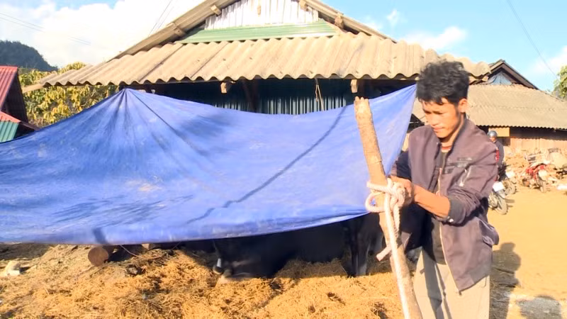 Người dân dùng bạt che chắn cho đàn gia súc