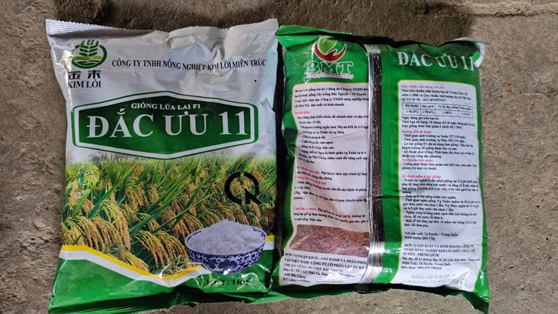 Giống lúa người dân mua về nhưng chưa gieo cấy.