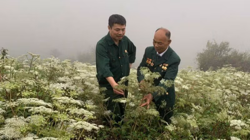 Cựu chiến binh Đinh Danh Phương giới thiệu vườn đương quy đang trổ bông ươm hạt để nhân giống đại trà.