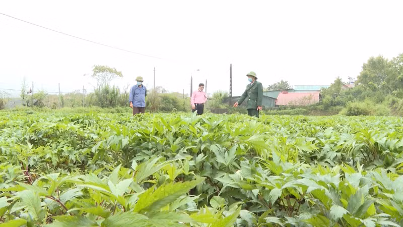 Ông Phương thường xuyên chia sẻ kinh nghiệm và hỗ trợ người dân địa phương phát triển kinh tế từ cây dược liệu.