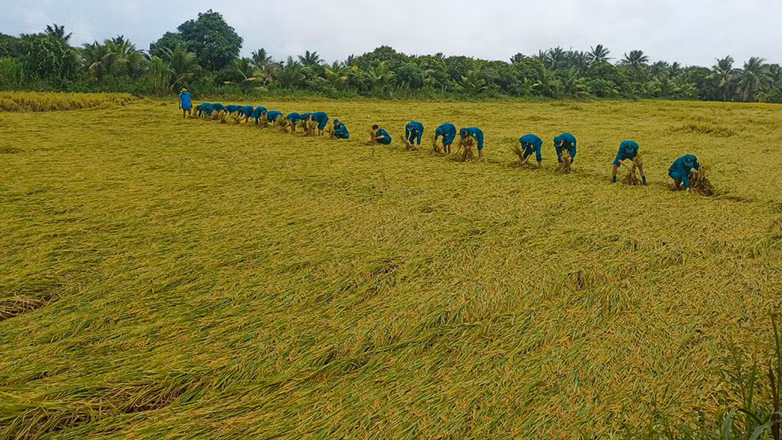 Lực lượng bộ đội giúp dân bó lúa bị đổ ngã để tránh thiệt hại.