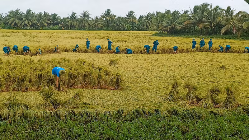 Lực lượng bộ đội giúp dân bó lúa bị đổ ngã để tránh thiệt hại. 