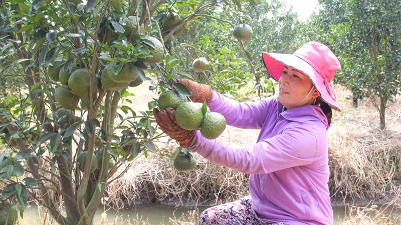 Thu hoạch cam sành tại huyện Trà Ôn, tỉnh Vĩnh Long.