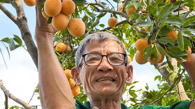 Thanh trà cũng là một sản phẩm du lịch độc đáo của thị xã Bình Minh.