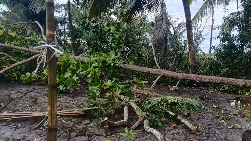 Nhiều cây cối bị đổ ngã.