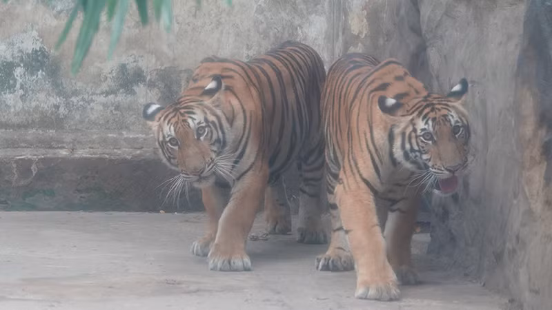 Bình và Dương sinh cùng lúc nên rất giống nhau.