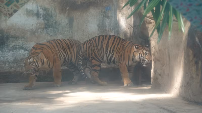 Cả hai cứ quẩn quanh bên cổng chuồng hổ mẹ.