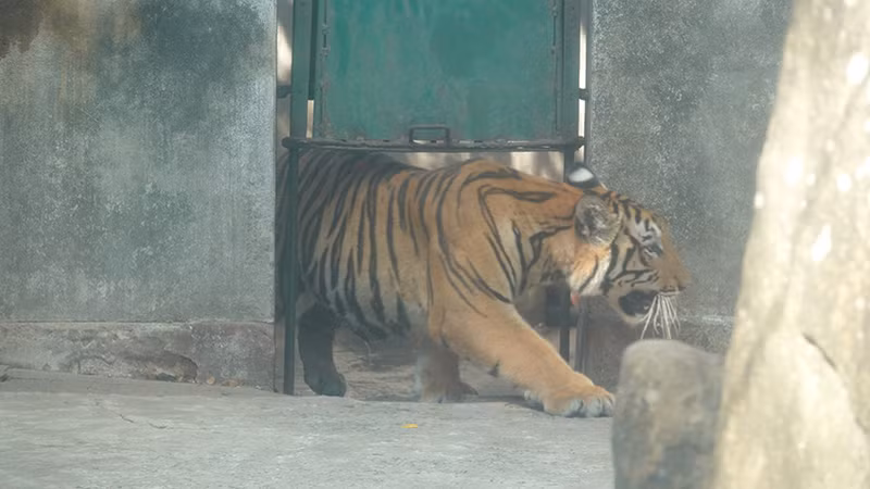Bé Dương có phần nhút nhát nên phải một lúc sau mới dám xuất hiện.