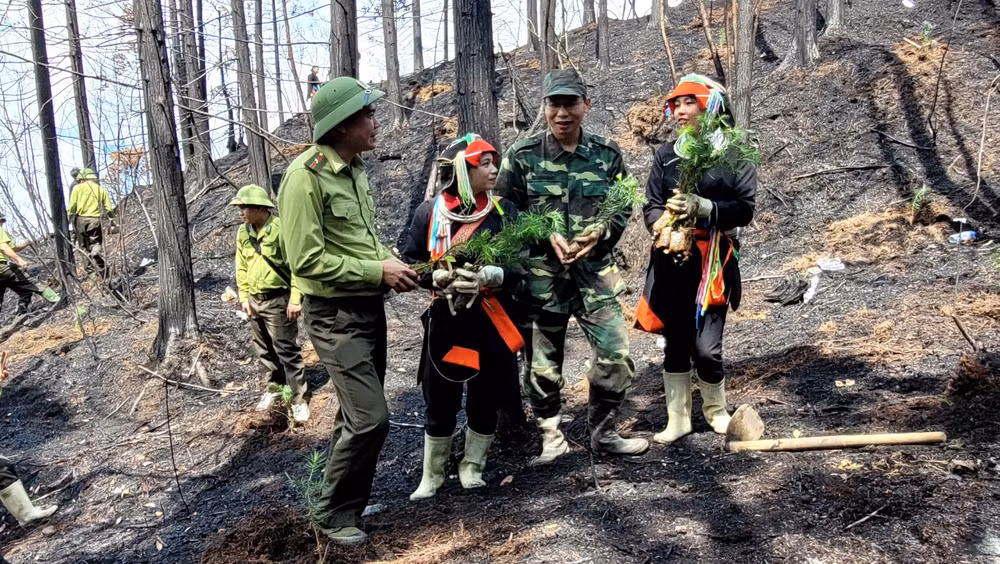Cán bộ kiểm lâm hướng dẫn người dân trồng cây sa mộc trên đỉnh Tây Côn Lĩnh.