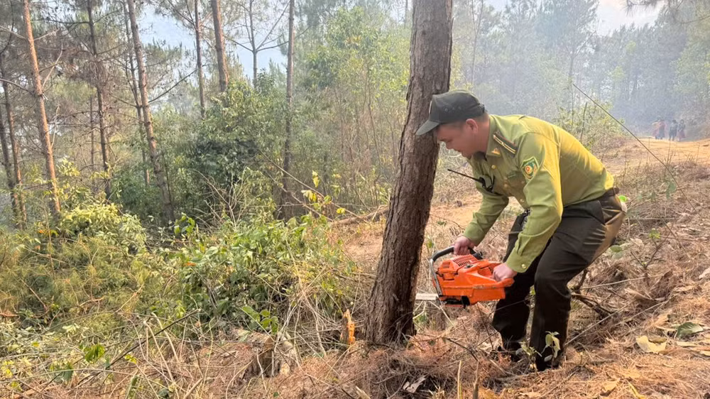 Lực lượng chức năng cắt nhiều cây to nhằm tạo đường băng cản lửa, ngăn đám cháy lan lên rừng thông.