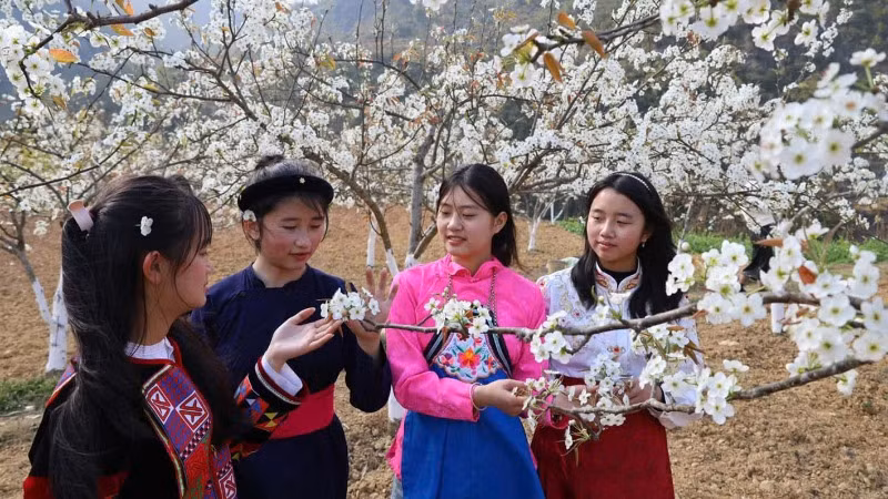 Hoa lê nở rộ tại thị trấn Phố Bảng, huyện Đồng Văn.