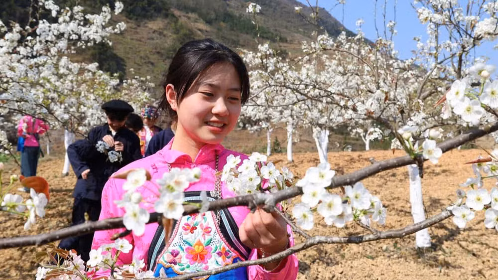Mùa Xuân, hoa đào, hoa lê nở rộ trên Cao nguyên đá Đồng Văn thu hút khách du lịch.