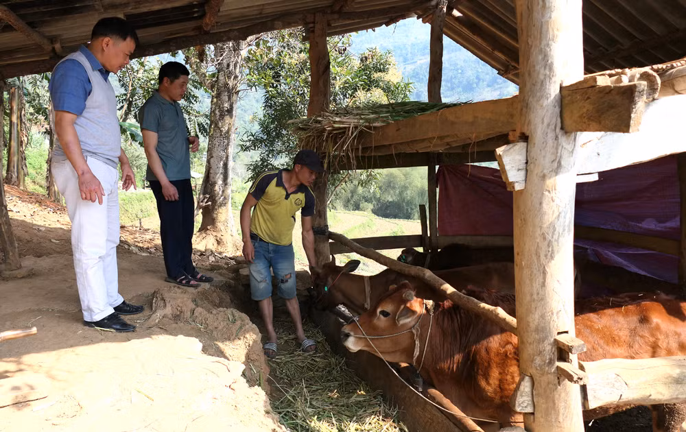 Gia đình anh Đặng Văn Dền, thôn Yên Cư, thị trấn Yên Phú được hỗ trợ mua bò sinh sản.