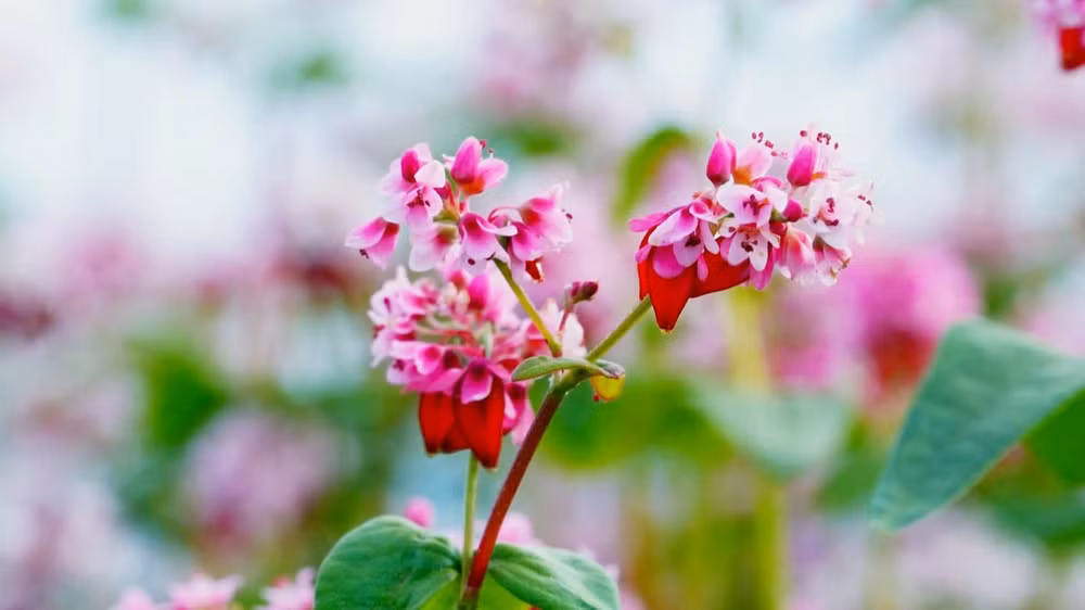 Hoa tam giác mạch nở đẹp nhất vào dịp cuối thu, đầu đông.